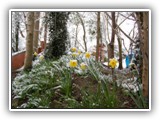 Daffodils in the snow